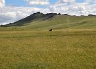 Monniksgier (cinereous vulture) Aegypius monachus - op weg naar Khogno Khan 10-08-2016